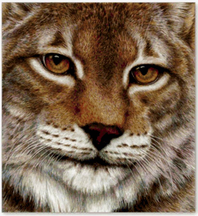 рысь - предпросмотр