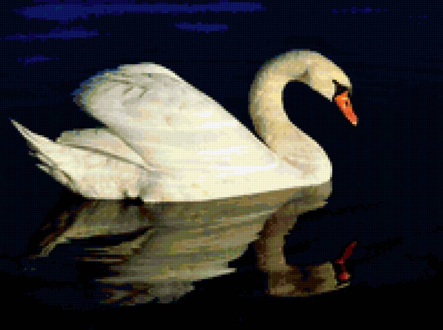 лебедь - лебедь. лебеди, озеро, птицы, отражение - предпросмотр