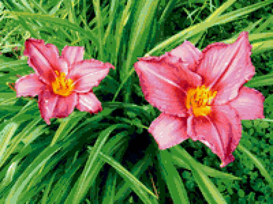 лилии - цветник, лилии, цветы - предпросмотр