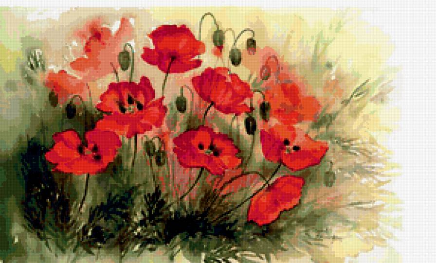 маки - цветы - предпросмотр