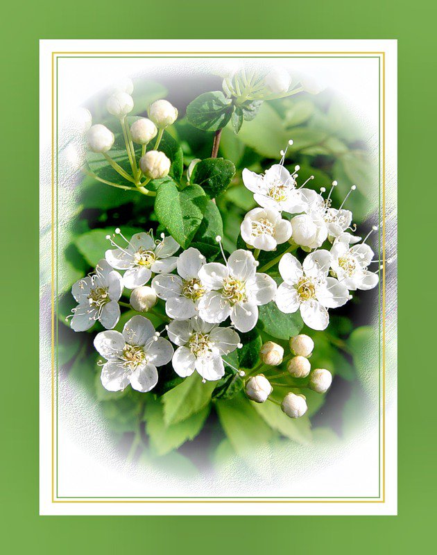 №363369 - природа, цветы, весна, сады - оригинал