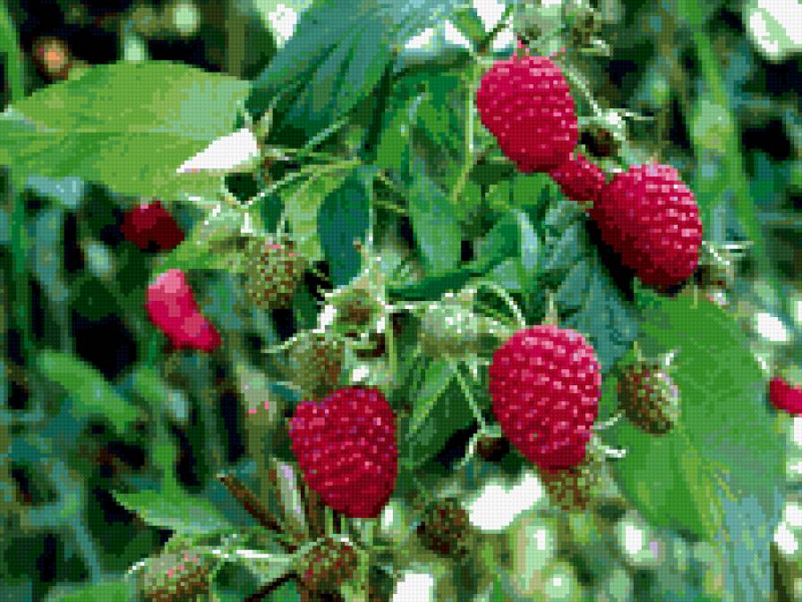 малина - малина, ягоды, сады - предпросмотр