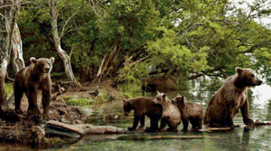 семья медведей - медведь, животные - предпросмотр