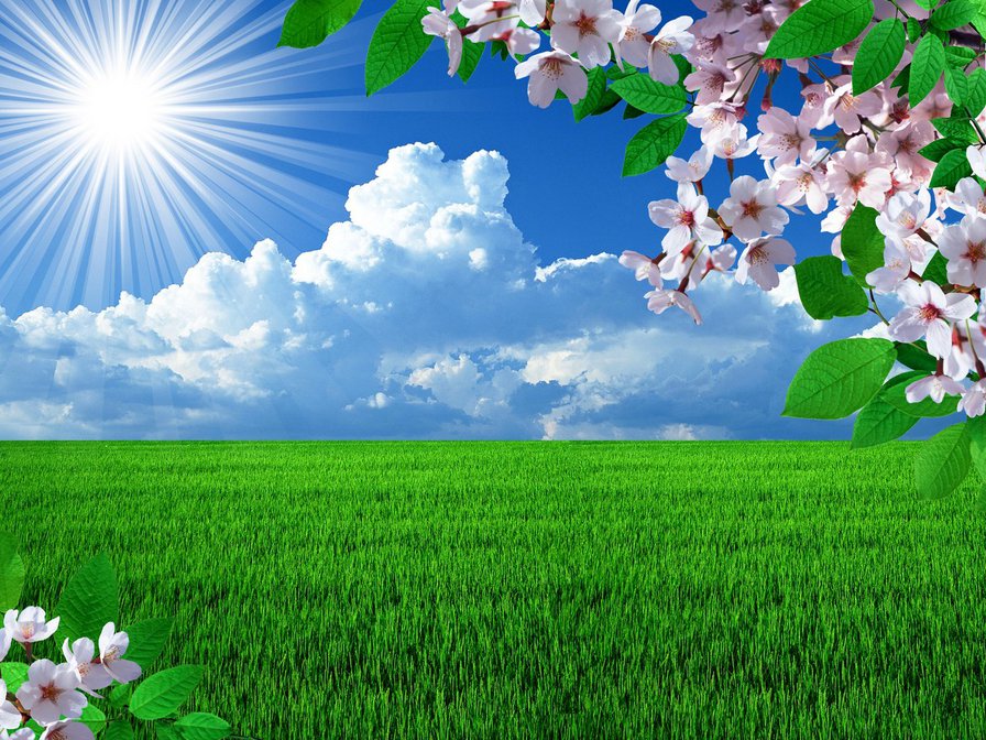 солнце - цветы, облако, природа, ветка, солнце, вид, небо, поле, мир - оригинал