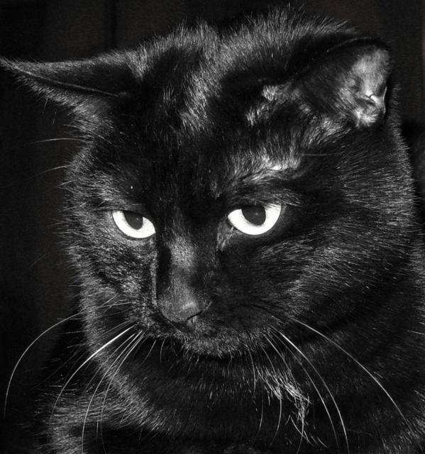 Черный-черный кот - природа, кот - оригинал