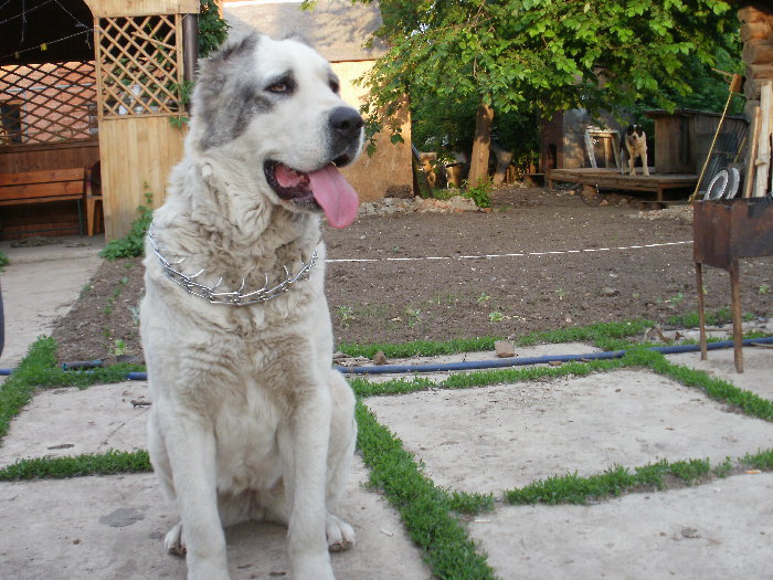 алабай - собака алабай - оригинал