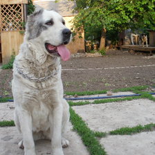 Схема вышивки «алабай»