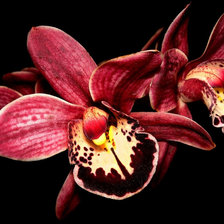 Схема вышивки «орхидея»