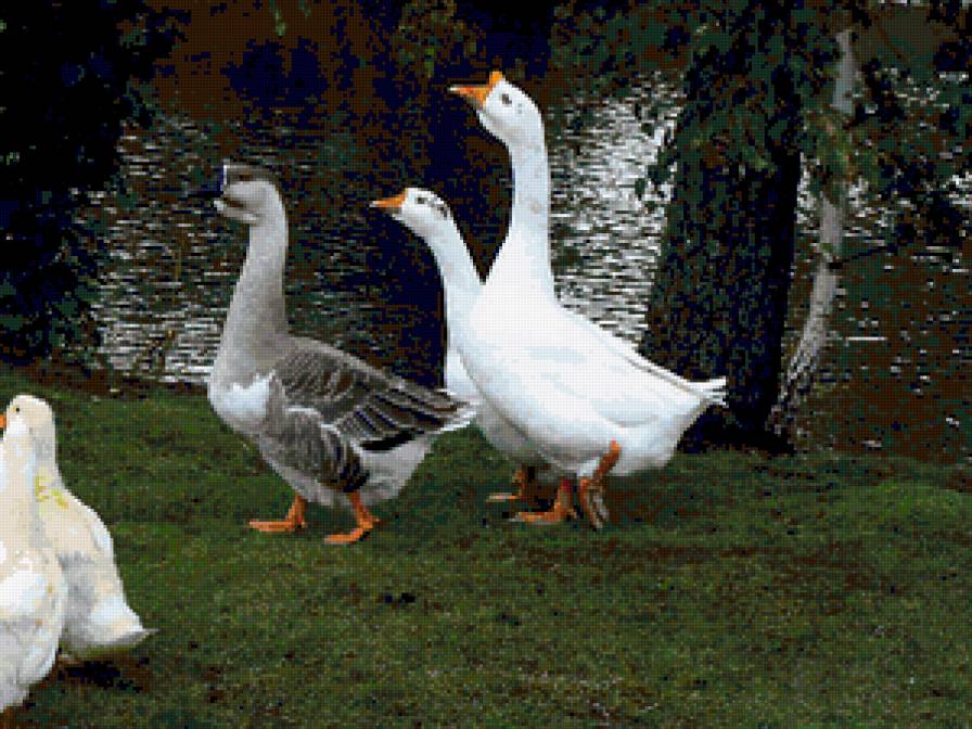 гуси - предпросмотр