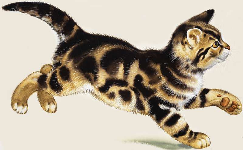 кот - для подушки - оригинал