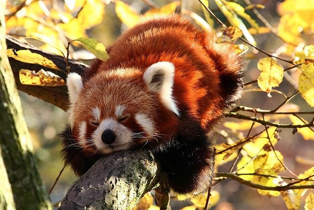 №363825 - оригинал