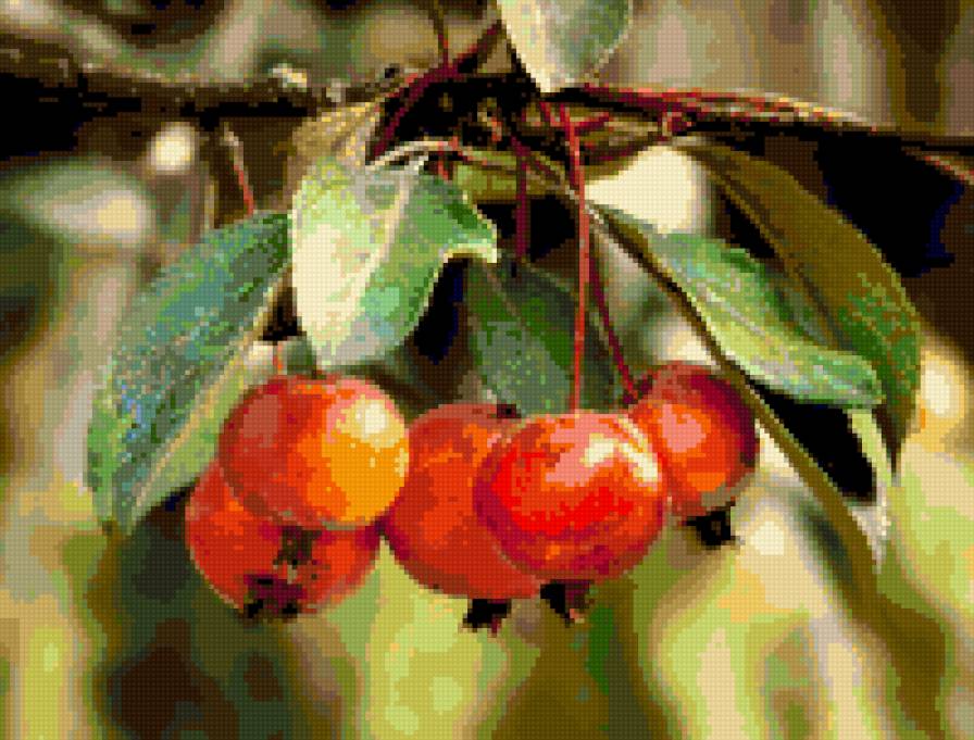 №363929 - яблоки, сады, , фрукты, лето - предпросмотр