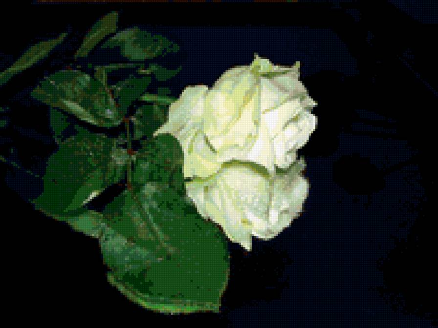 роза - на черном, цветы, роза, розы, отражение, цветок - предпросмотр