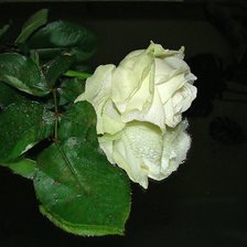 Оригинал схемы вышивки «роза» (№363955)