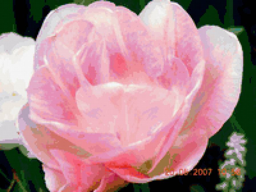 тюльпан - цвееток, тюльпаны, цветы - предпросмотр