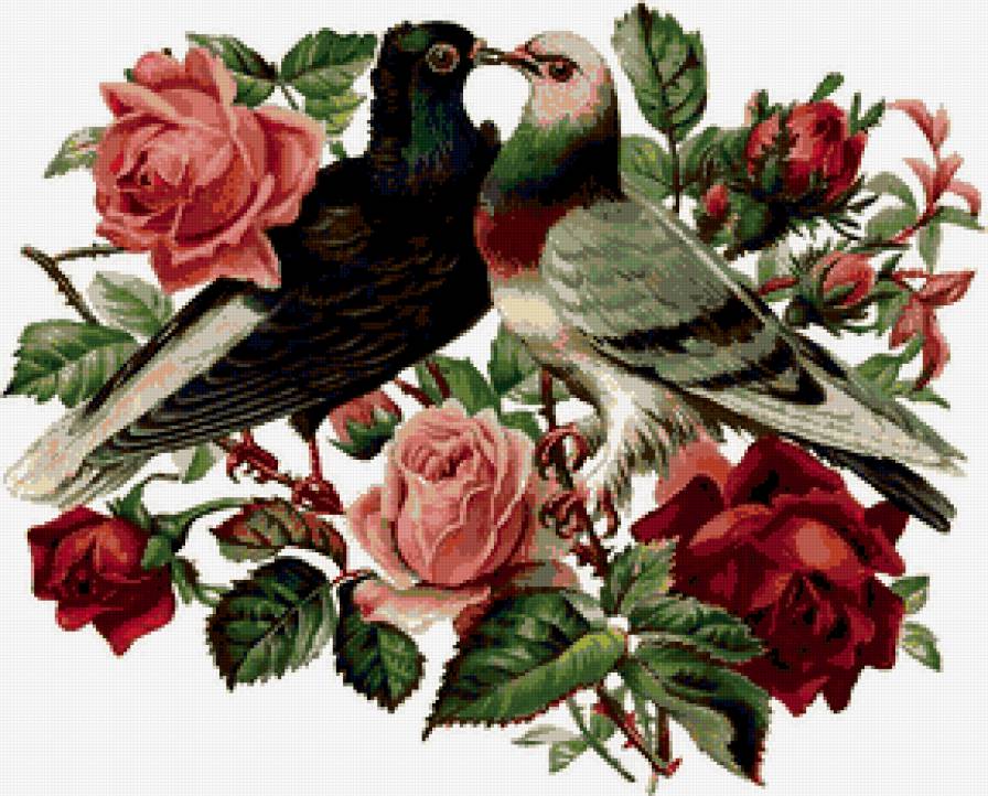 розы и голуби - птицы - предпросмотр