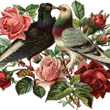 Оригинал схемы вышивки «розы и голуби» (№363993)
