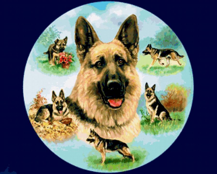 рекс - собаки - предпросмотр