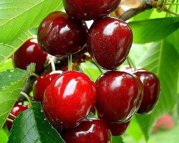 вишня - оригинал