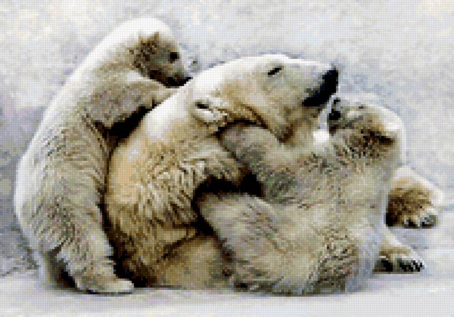 Белые медведи - предпросмотр