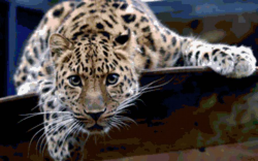 Леопард - кошки - предпросмотр