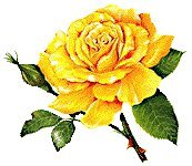 Схема вышивки «роза желтая»