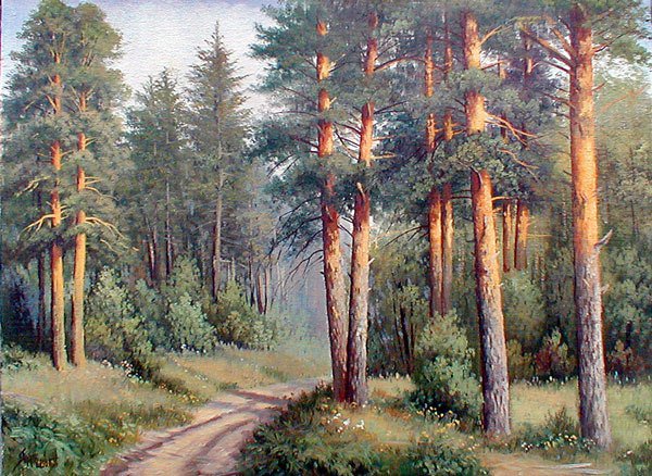 сосновый бор - лето, лес, природа, сосны - оригинал