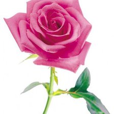 Схема вышивки «роза розовая для мамы»