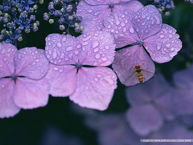 гортензия - оригинал