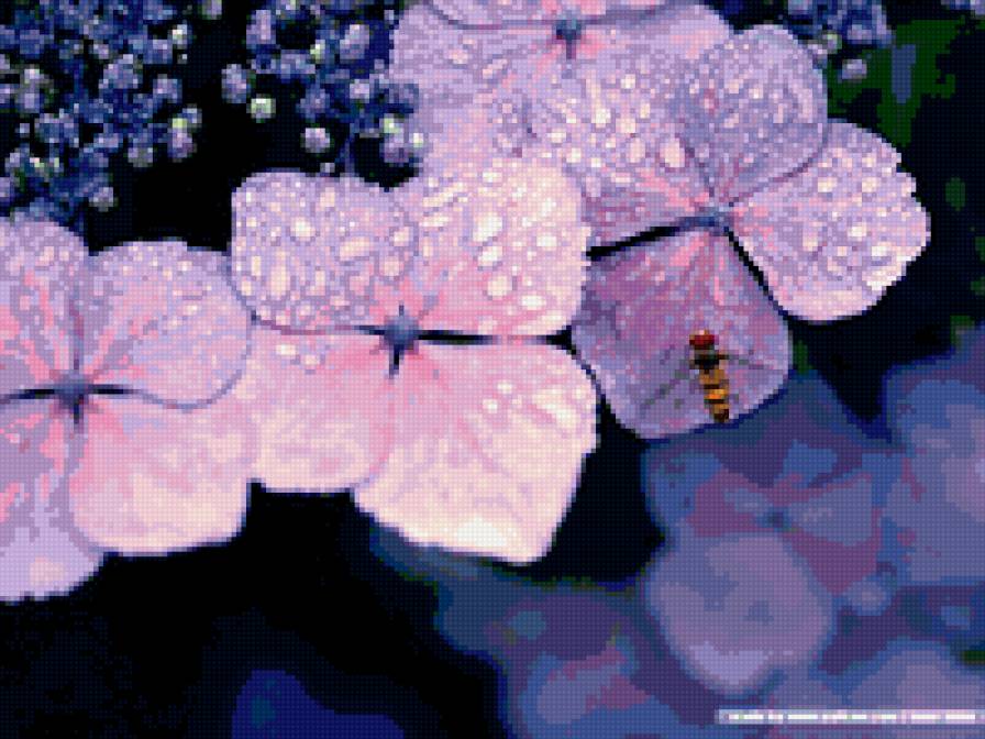 гортензия - предпросмотр