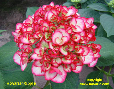 Красная гортензия - оригинал