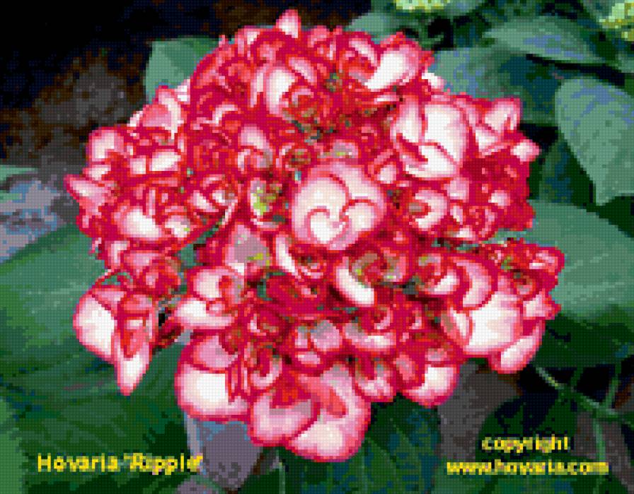 Красная гортензия - предпросмотр
