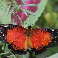 Схема вышивки «бабочка»