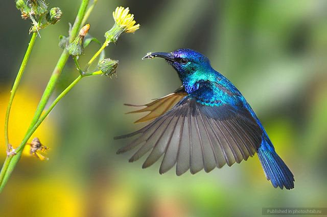 Колибри у цветка - птичка колибри цветок лето - оригинал