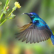 Схема вышивки «Колибри у цветка»