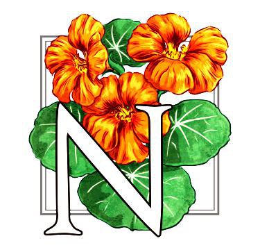 настурция - настурция, цветы, цветок - оригинал