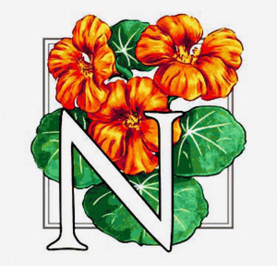 настурция - настурция, цветок, цветы - предпросмотр