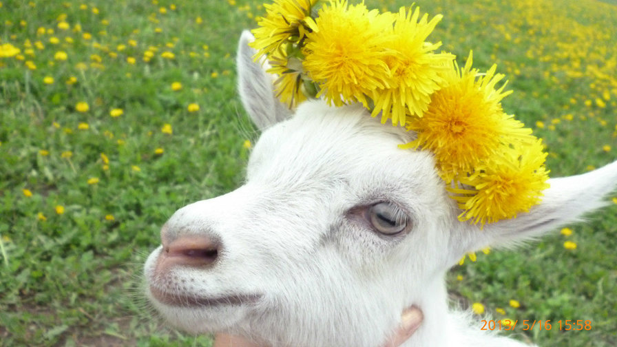 животные - оригинал