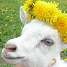 Схема вышивки «животные»