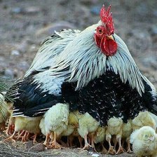 Схема вышивки «№365424»