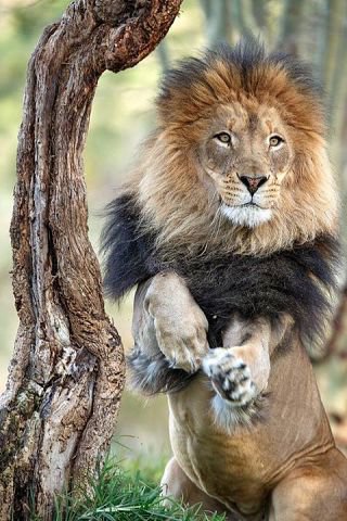лёва - лев, природа, животные - оригинал
