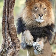 Схема вышивки «лёва»