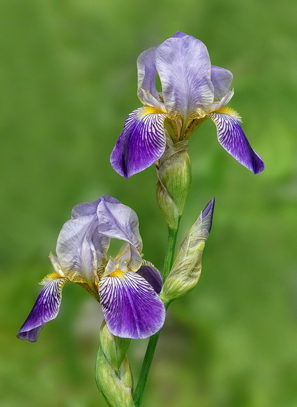ирисы - ирисы, цветы - оригинал