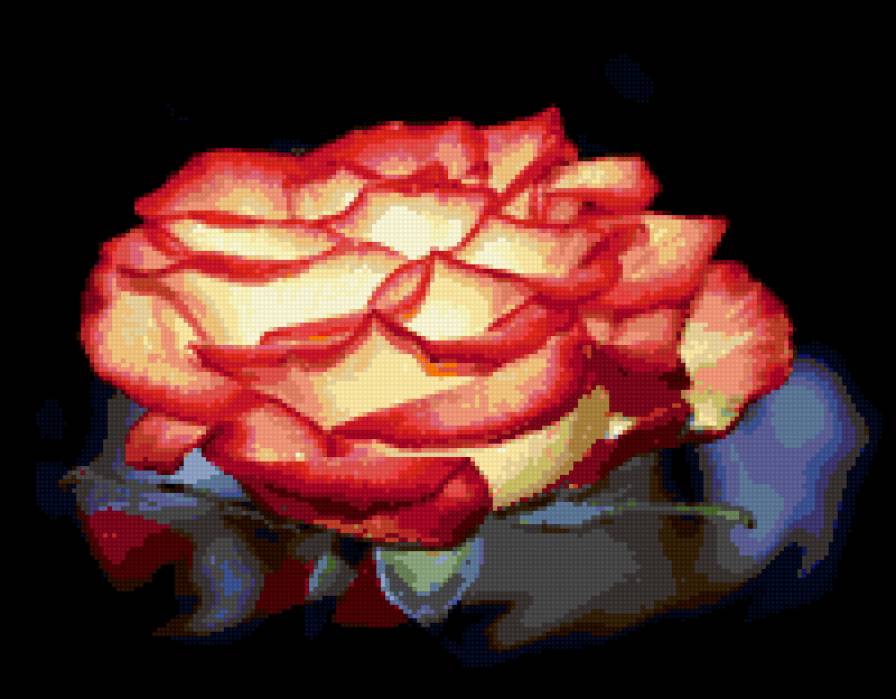 роза - роза, цветок, цветы, розы - предпросмотр