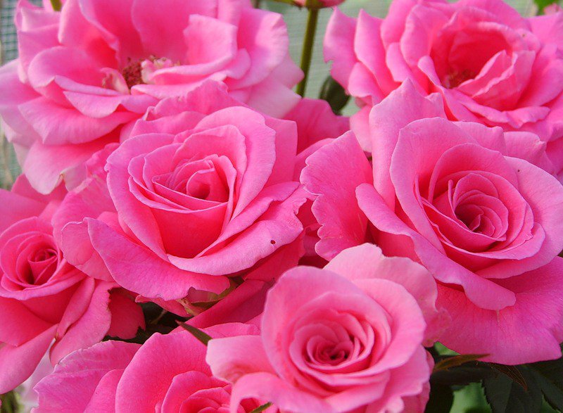 розы - розы, цветы - оригинал