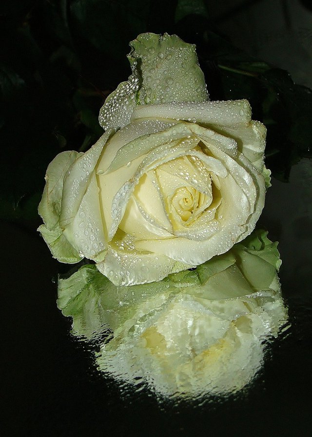 роза - цветок, капли, роза, отражение, цветы, розы - оригинал