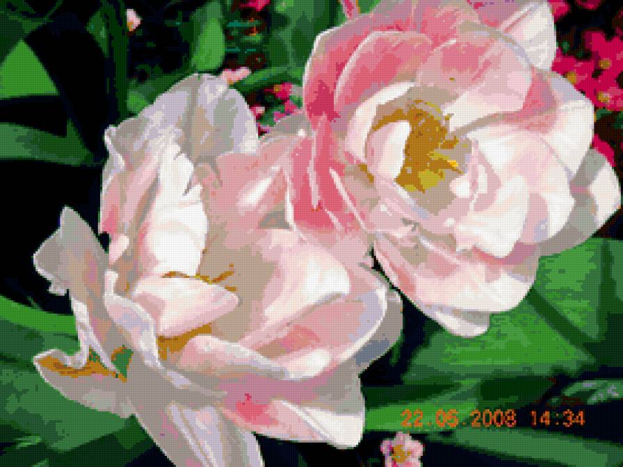 тюльпаны - тюльпаны, цветы - предпросмотр