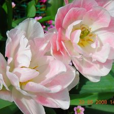 Схема вышивки «тюльпаны»