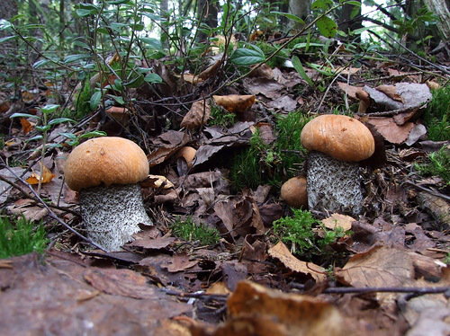 грибная пора - природа, грибы - оригинал