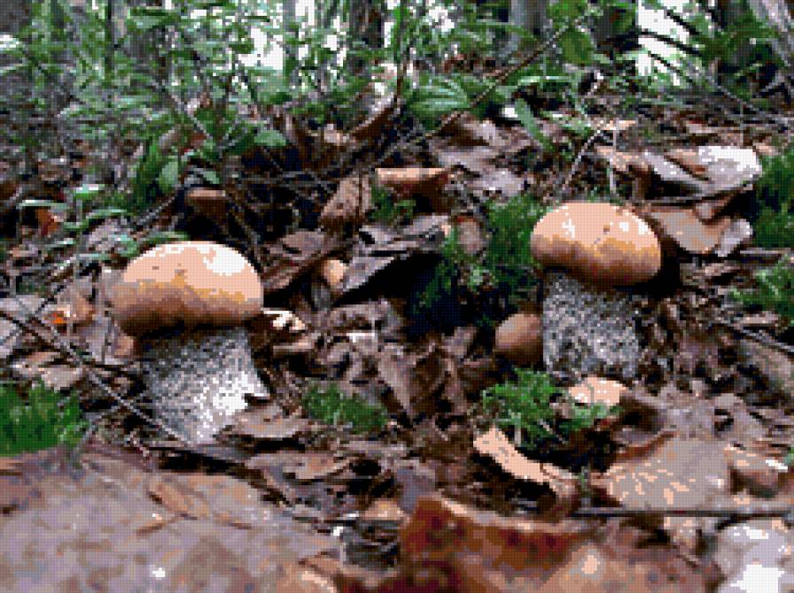 грибная пора - грибы, природа - предпросмотр
